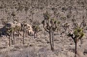 Joshua Trees 1267